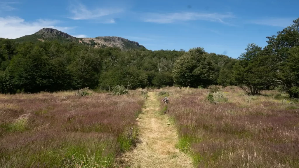 Cuidemos Nuestros Parques CMPC