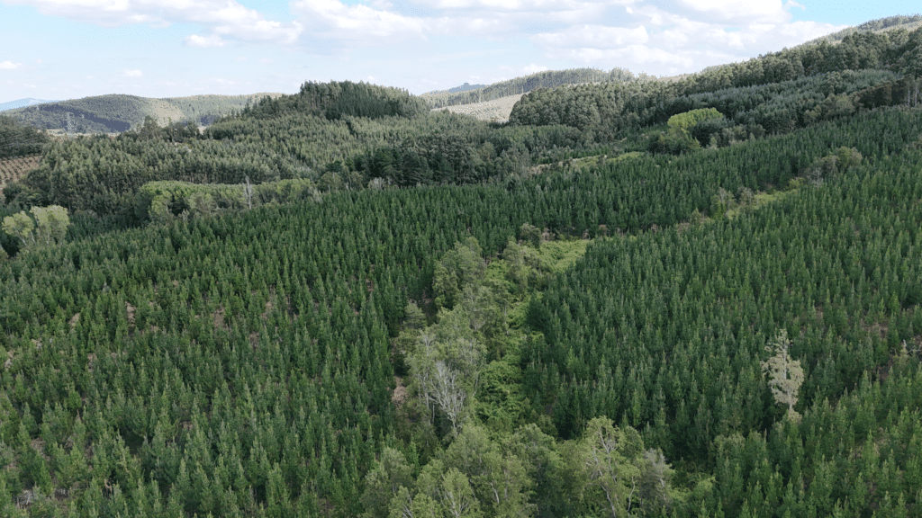 Banner web Bosque vivo