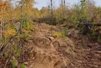 Sendero Parque CMPC Junquillar