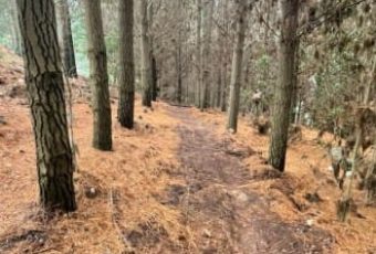 Pista Pudú Bosque Vivo CMPC Junquillar