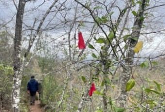 Sendero Copihue Bosque Vivo CMPC Junquillar
