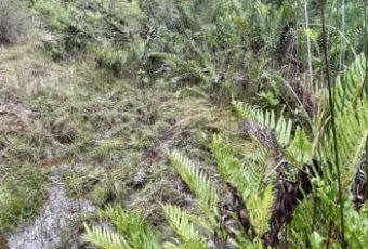 Sendero Perdiz Bosque Vivo CMPC